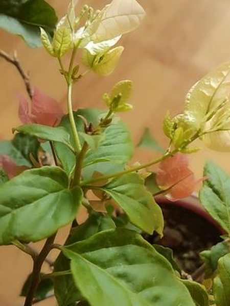 一盆三色的三角梅花苞满枝头-全民小视频