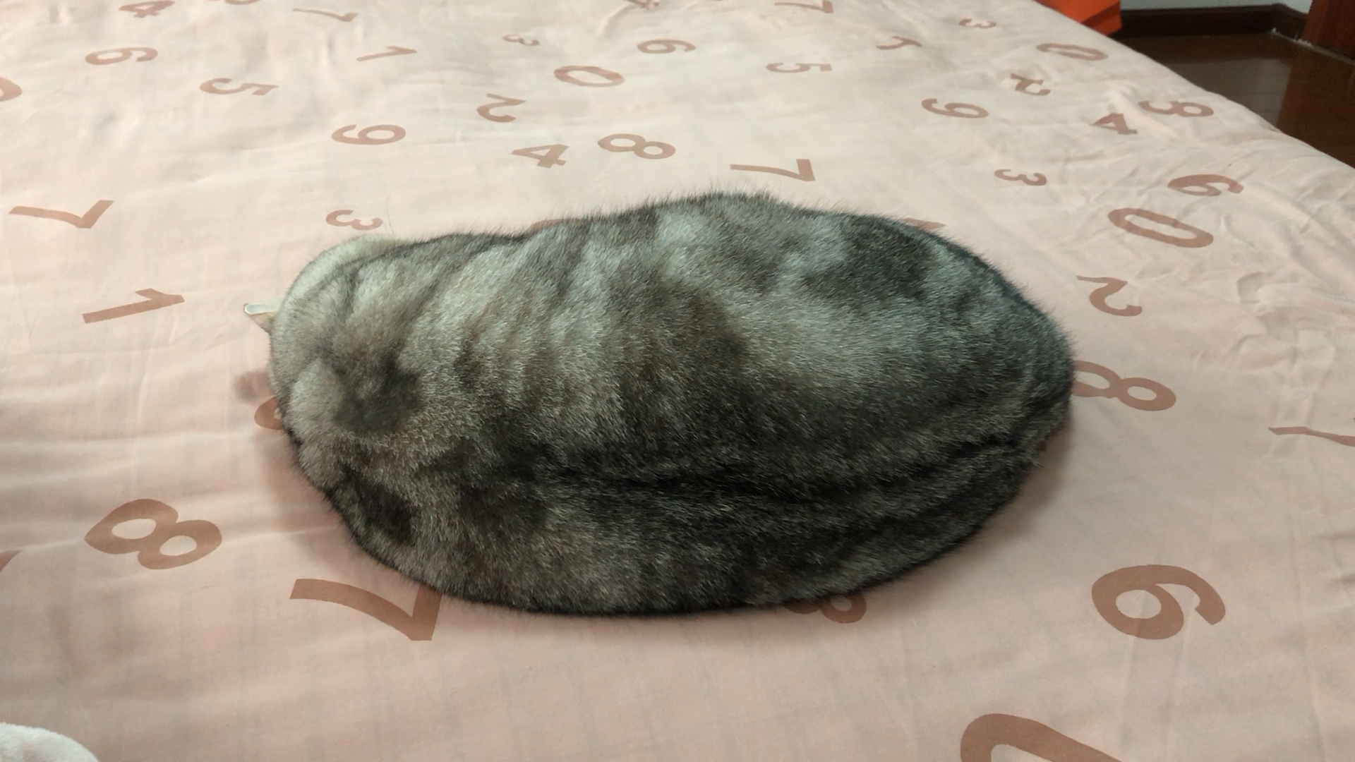 我家萌宠成精啦#猫冬瓜一只吗