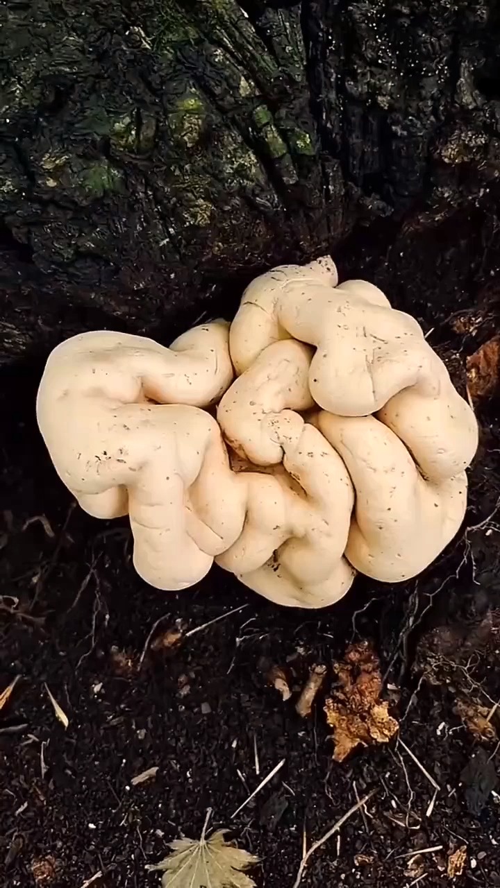 野生的大脑蘑菇?