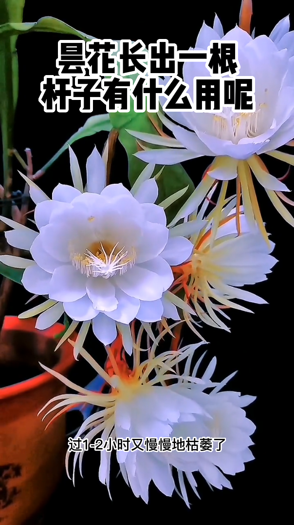 昙花长出一根杆子有什么用呢-度小视