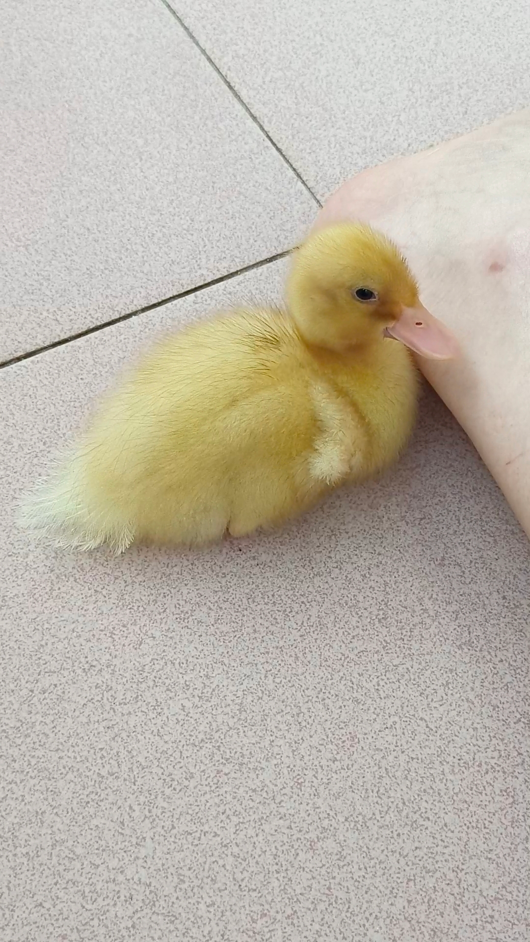 这只柯尔鸭苗太q了,只要我在它身边它就会很安逸-度小视