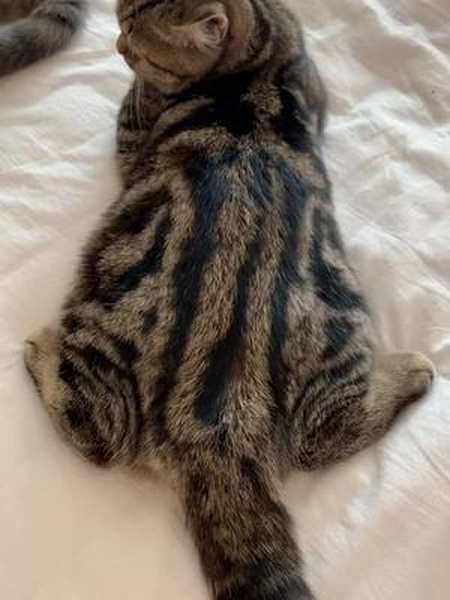 虎斑看我们的花纹我们不是狸花猫
