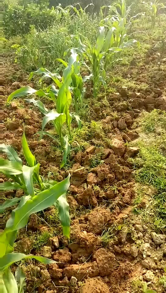 希望在回野上,玉米快长