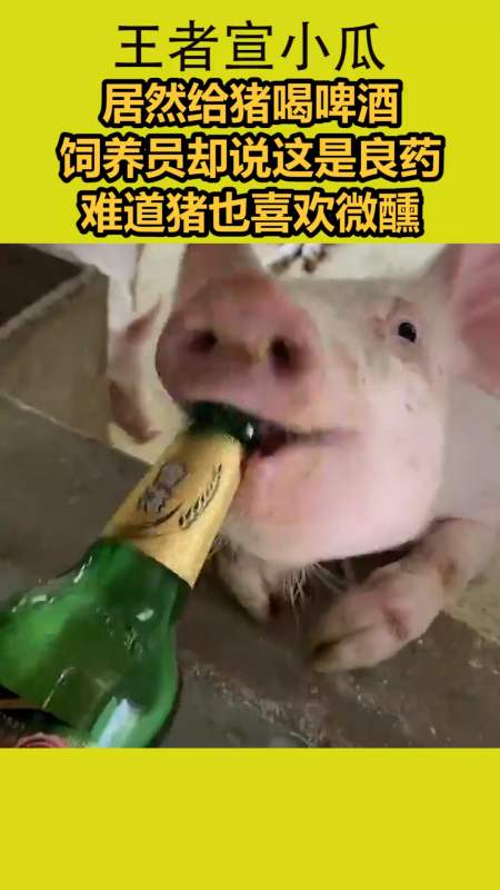 #我要上热门#居然给猪喝啤酒,饲养员却说这是良药,难道猪也喜欢微醺-