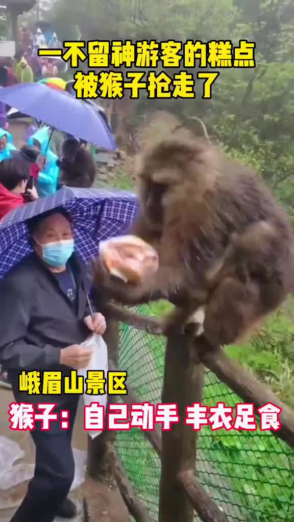 峨眉山景区猴子抢游客食物