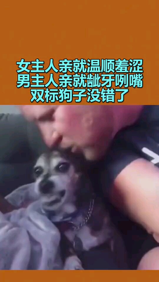 女主人亲就温顺羞涩男主人亲就龇牙咧嘴双标狗子没错了