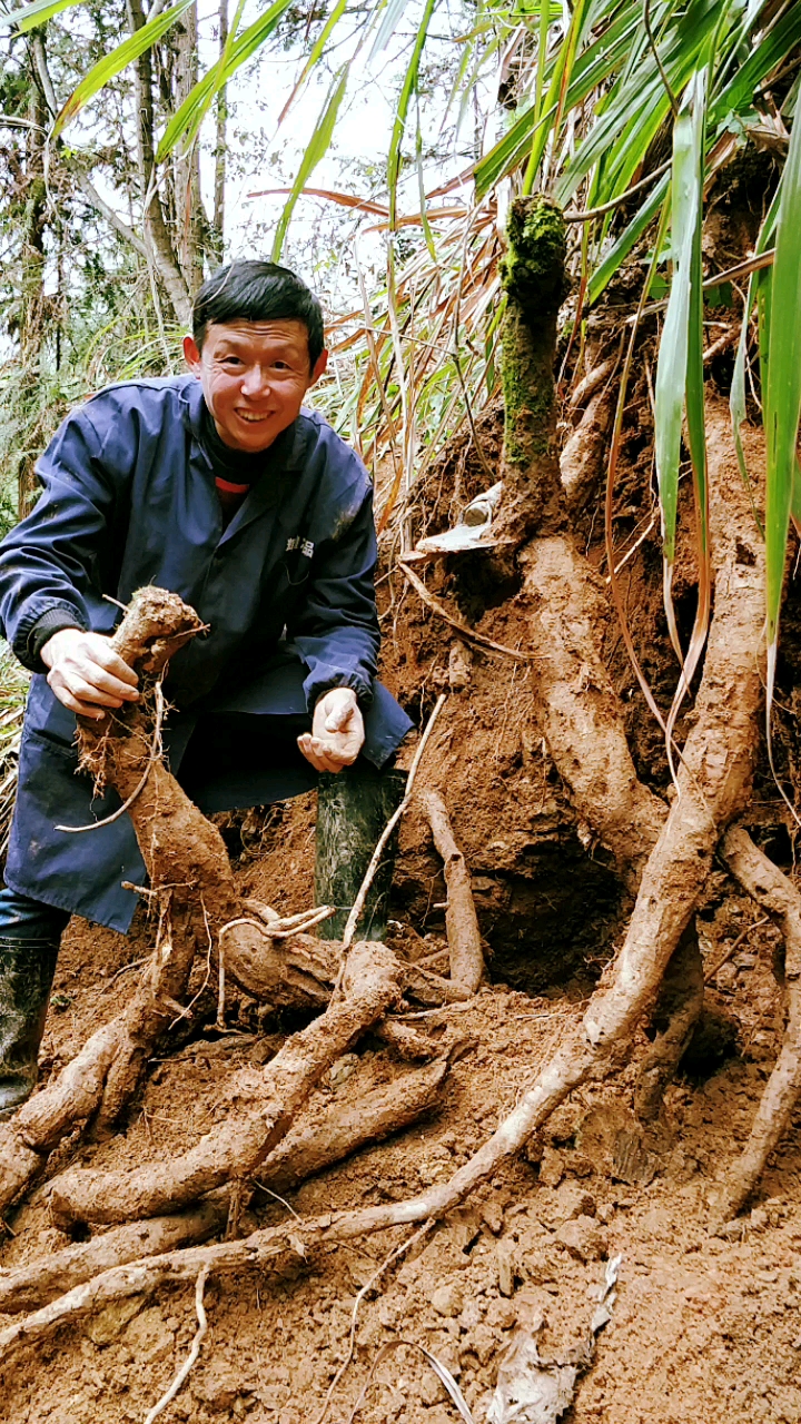 上百斤的野生葛根丛!至少生长了一百年!