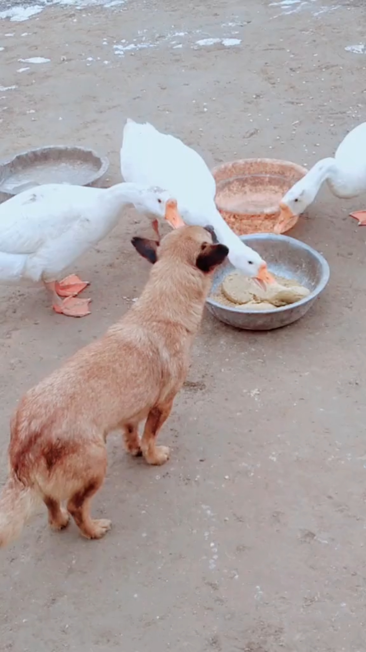 大白鹅大战狗粮,把狗狗气的直哭.忍无可忍不能再忍,终于发火啦.