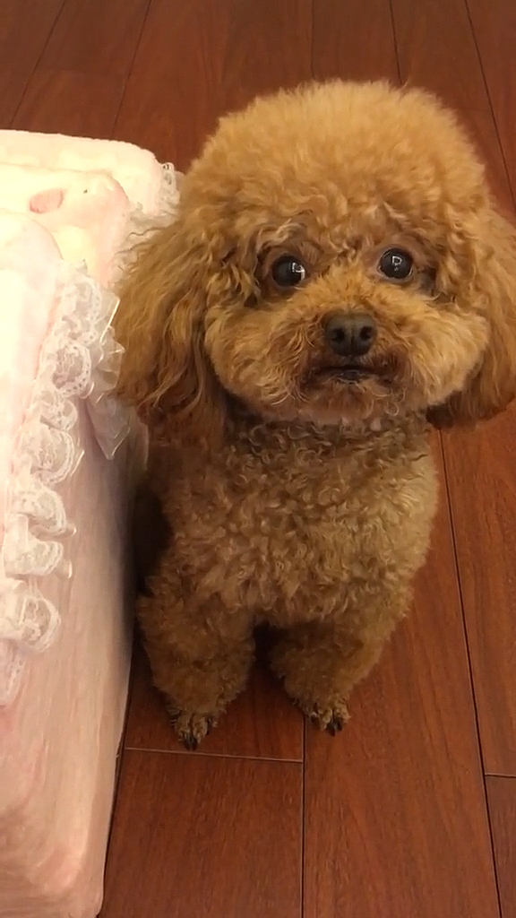 小可爱上线#能够读懂主人心的小泰迪狗狗虽然不会言语表达但它的眼 