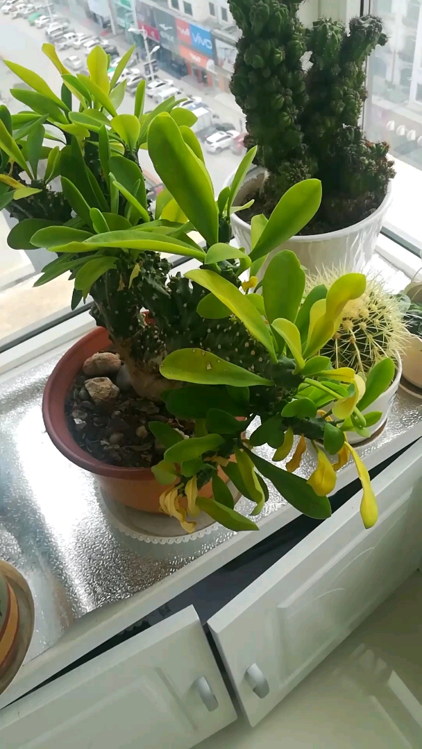 麒麟掌的叶子怎么发黄了!