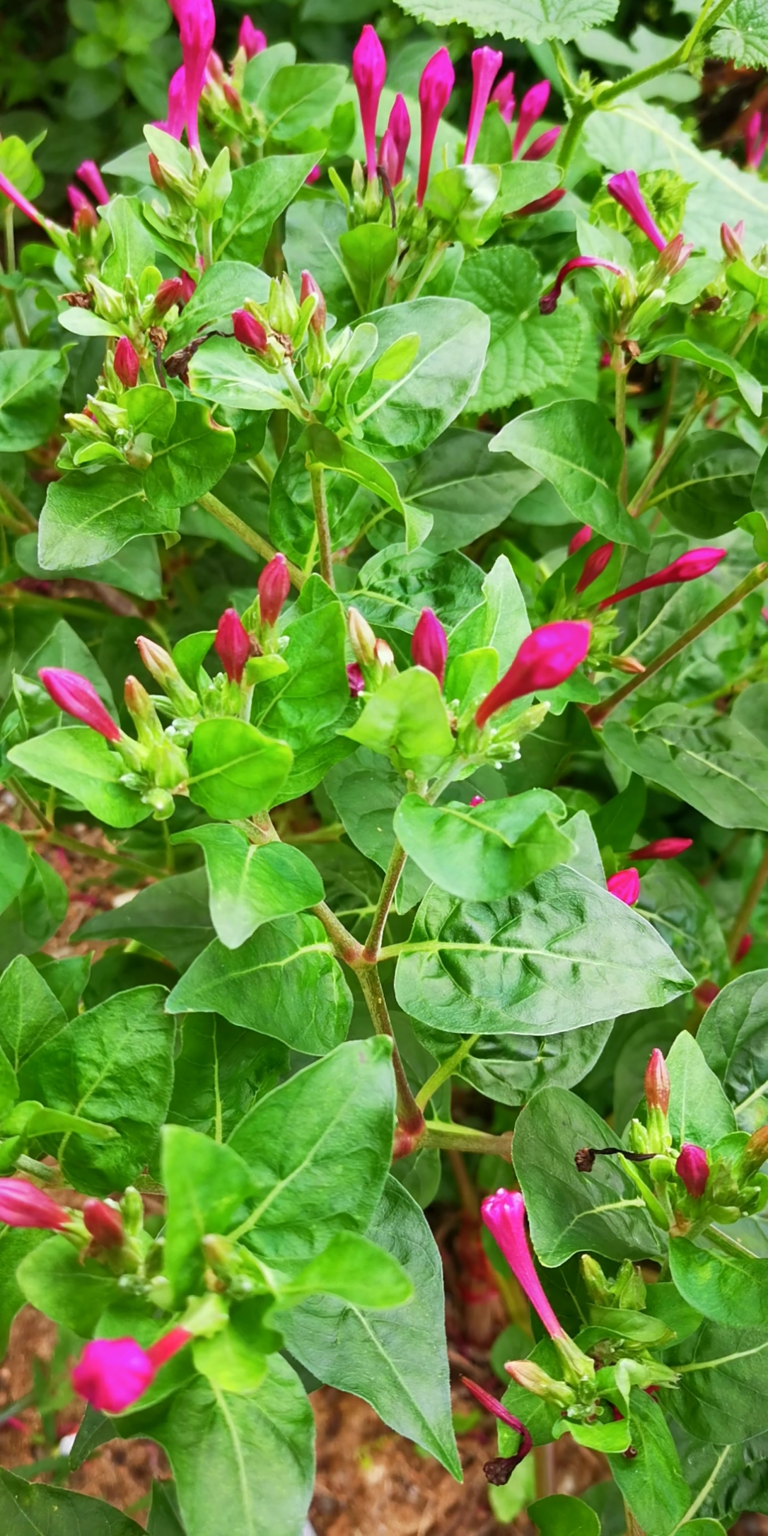 你们认识吗?据说这叫粉豆子花,白天盛开,傍晚开始关闭花蕊-度小视