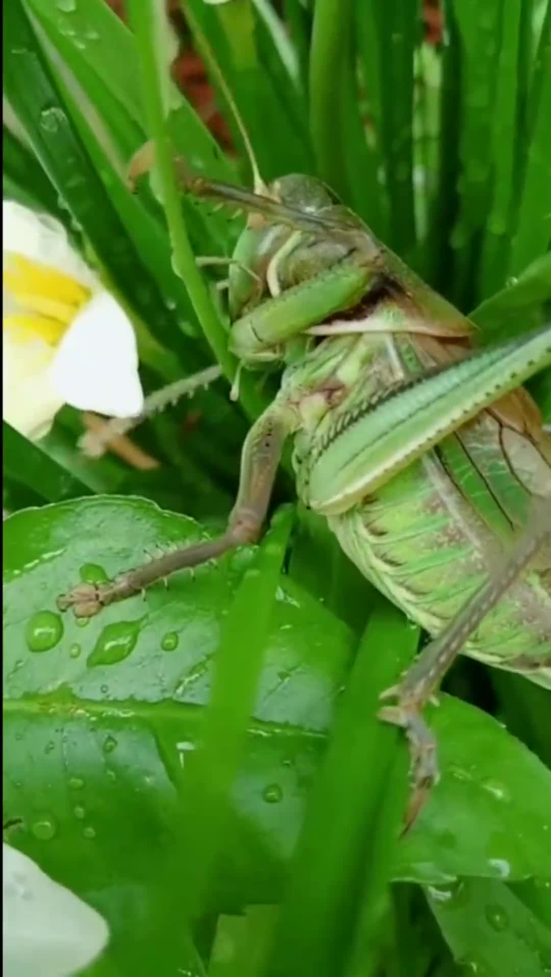 在田里发现一只大蝈蝈!它这是要往哪儿爬
