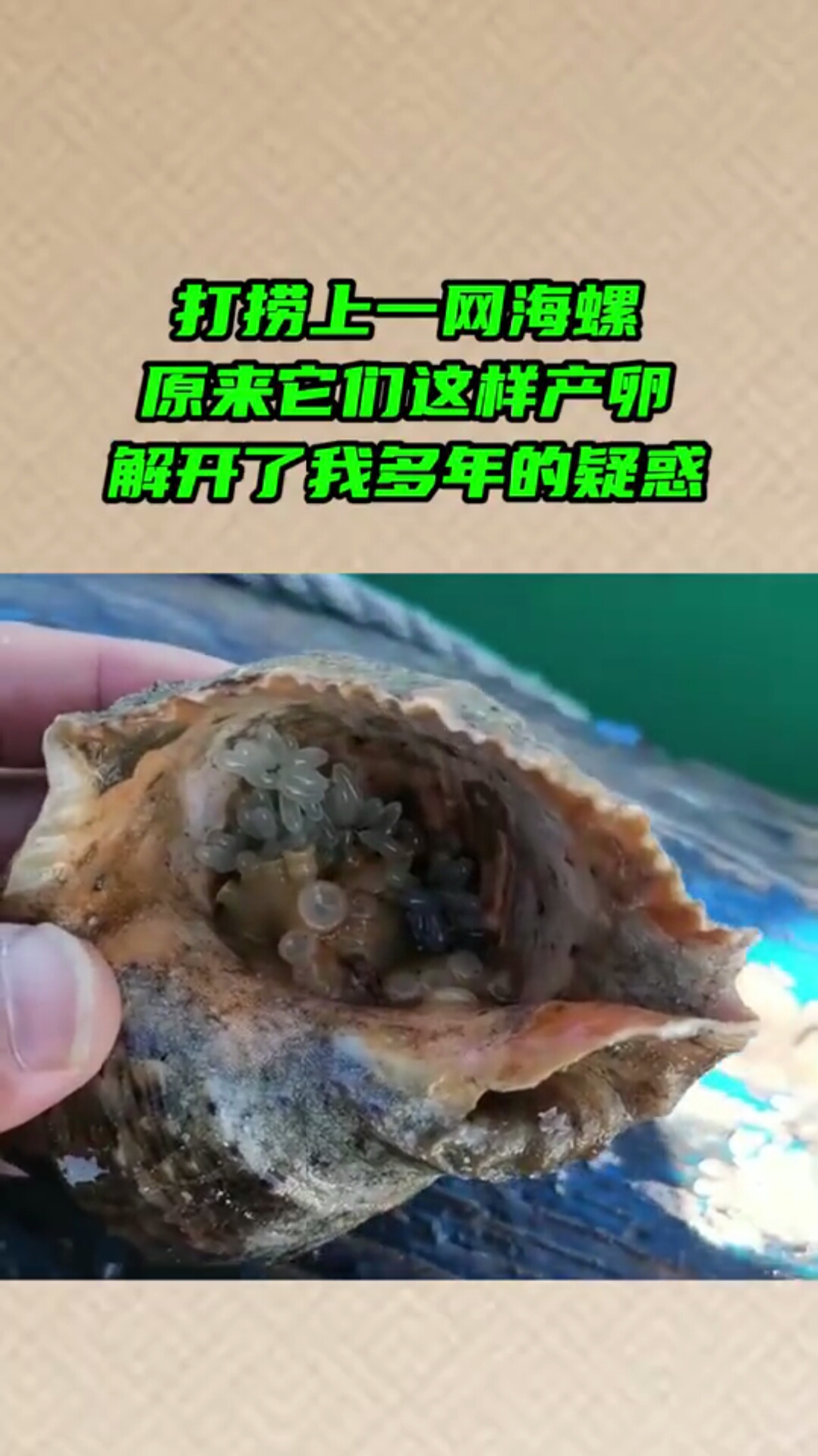 打捞上一网海螺,原来它们这样产卵,解开了我多年的疑惑!