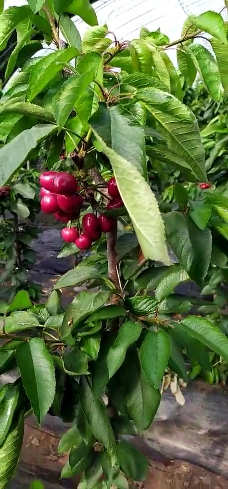 进棚就结果一根棍大樱桃喜欢种植的朋友关注