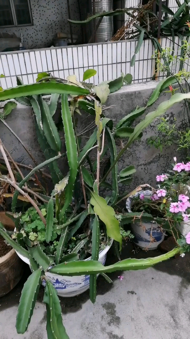 楼顶种的火龙果