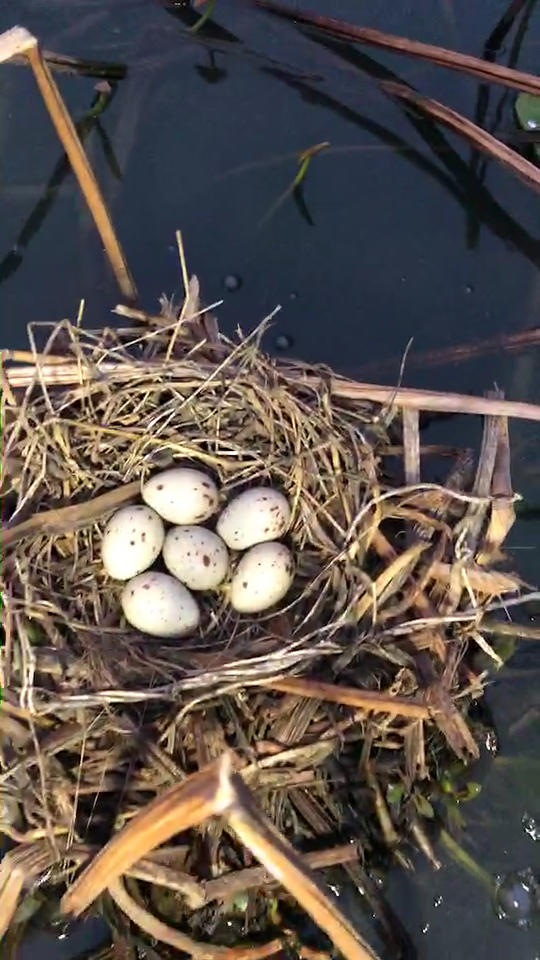 新发现的黑水鸡窝今天第6个蛋估计12颗左右持续更新