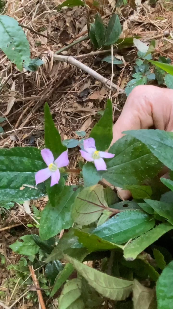 风柜斗草是去肝炎最好的草