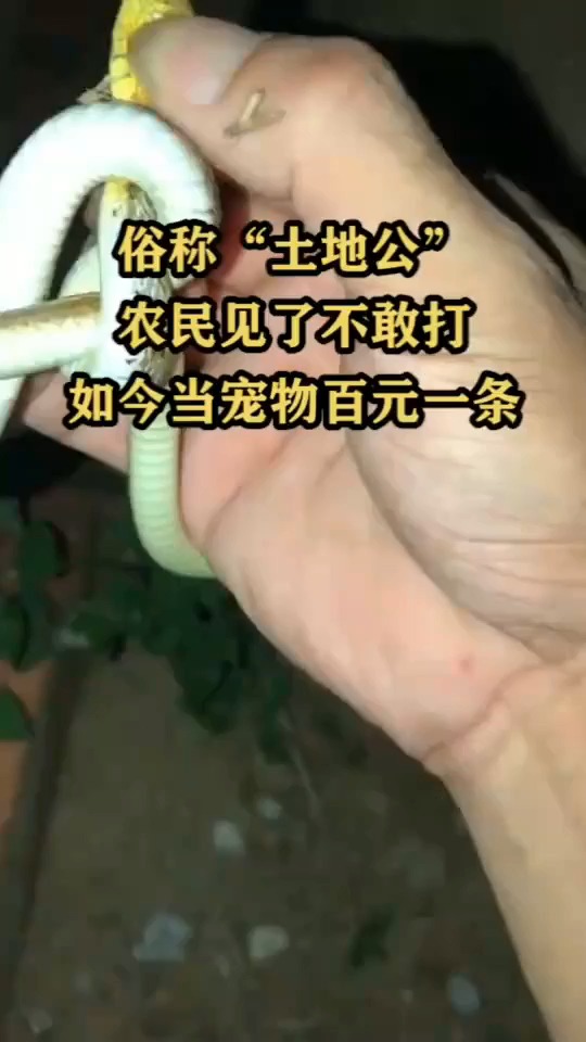 这种蛇俗称"土地公",农民见了不敢打,如今当宠物百元一条