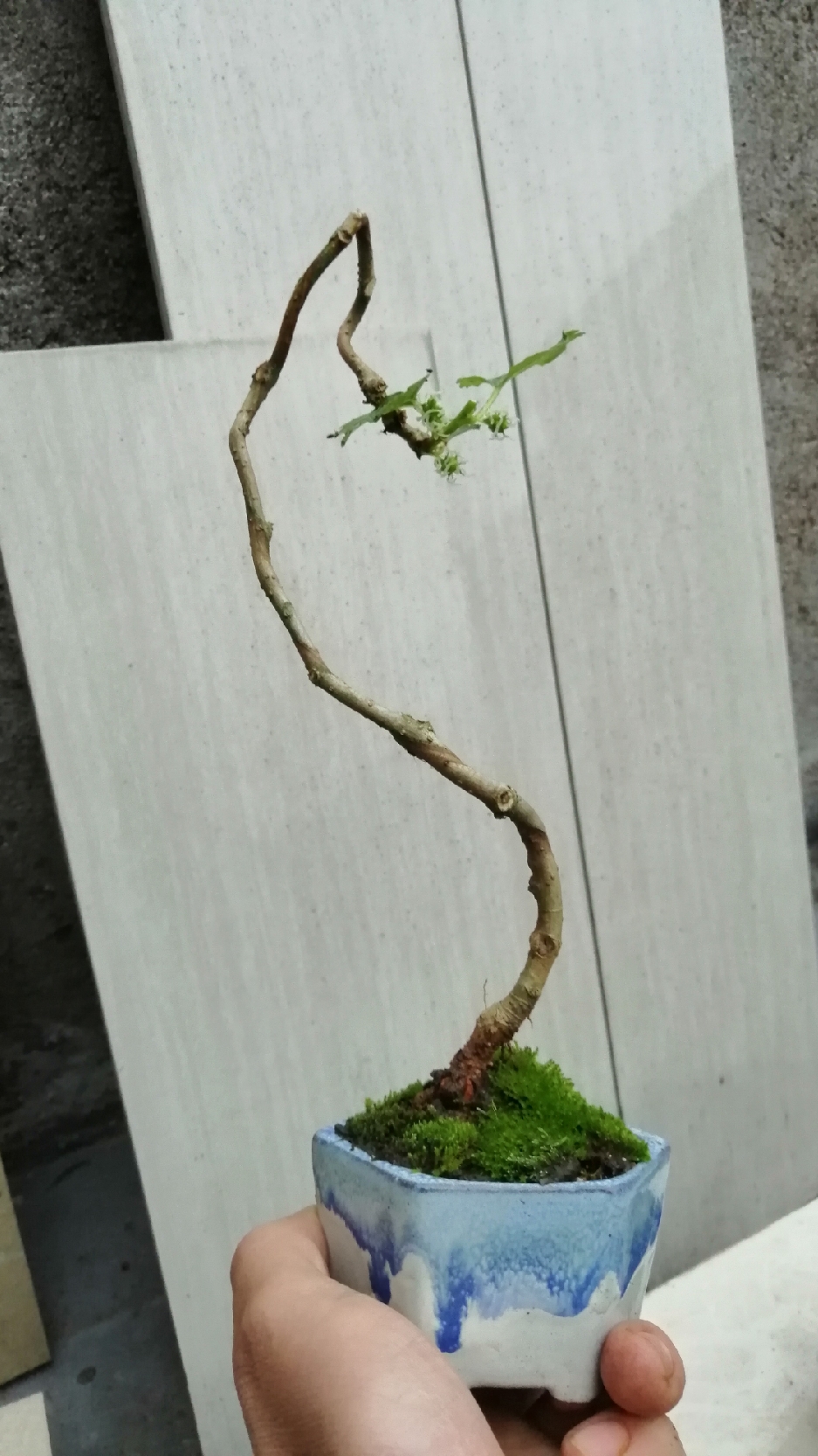 盆景素材#一棵小果桑