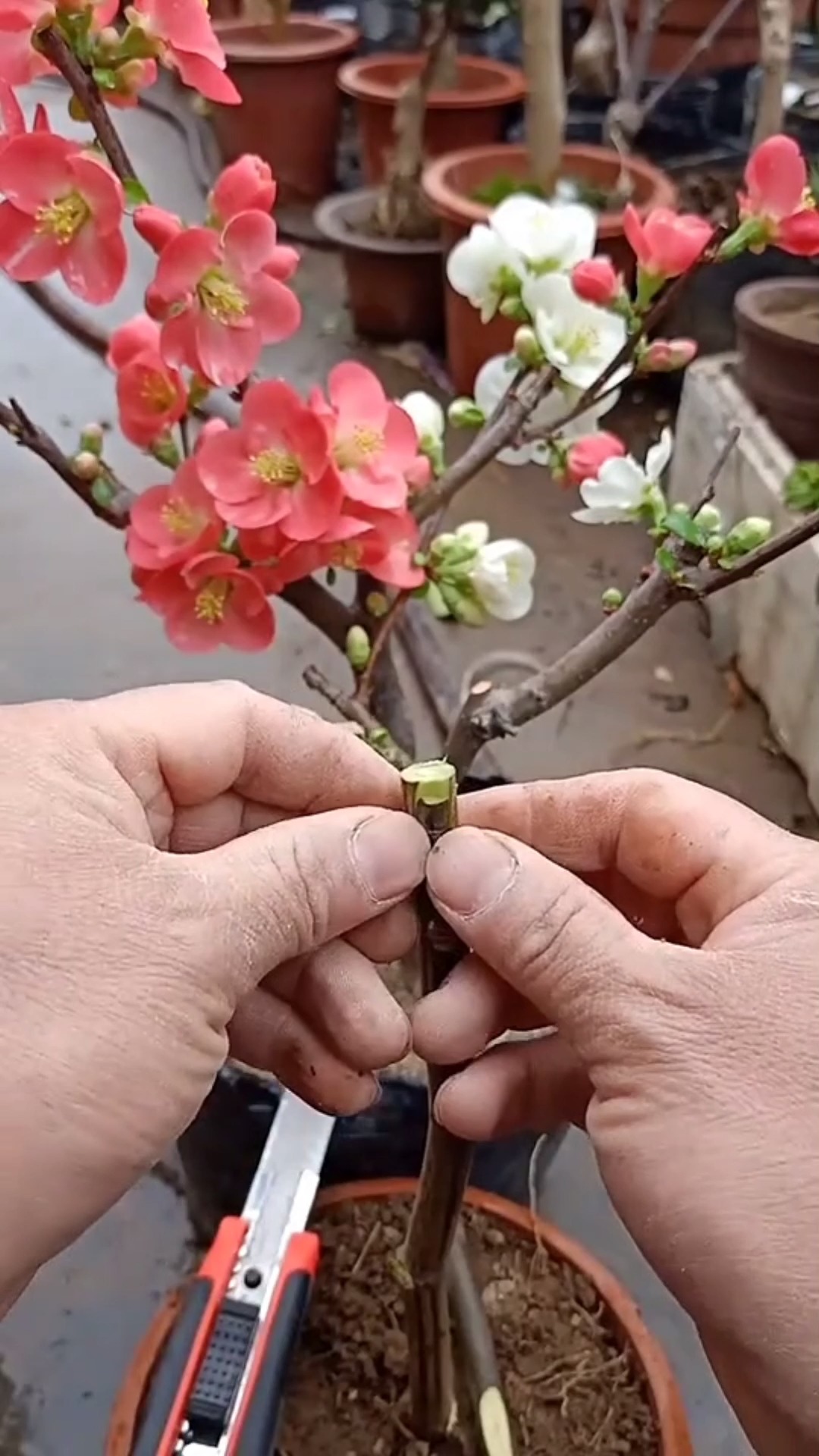 嫁接高手#复色海棠用嫁接完成,颜色非常好看,很简单就成活