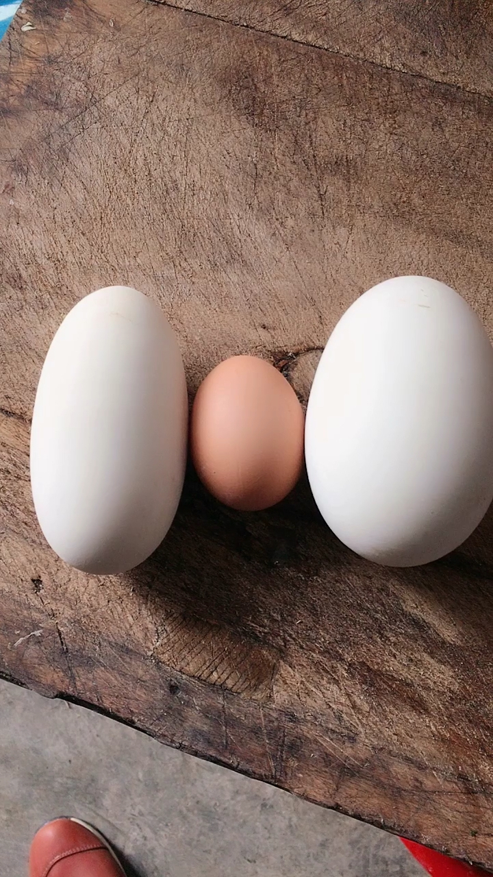 同样是鹅蛋,为啥长得不一样呢,谁能解释一下