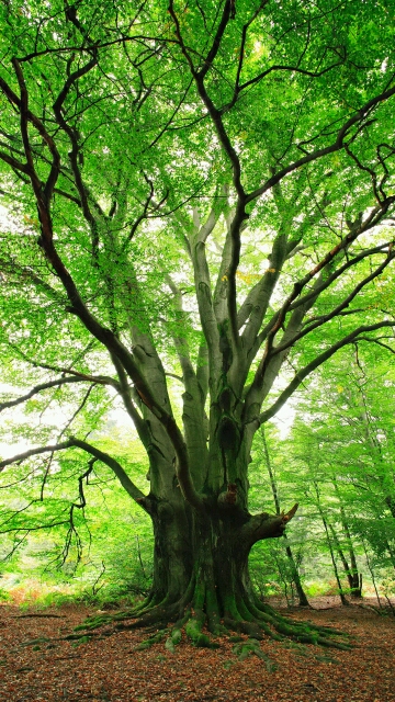 全民正能量!#参天大树