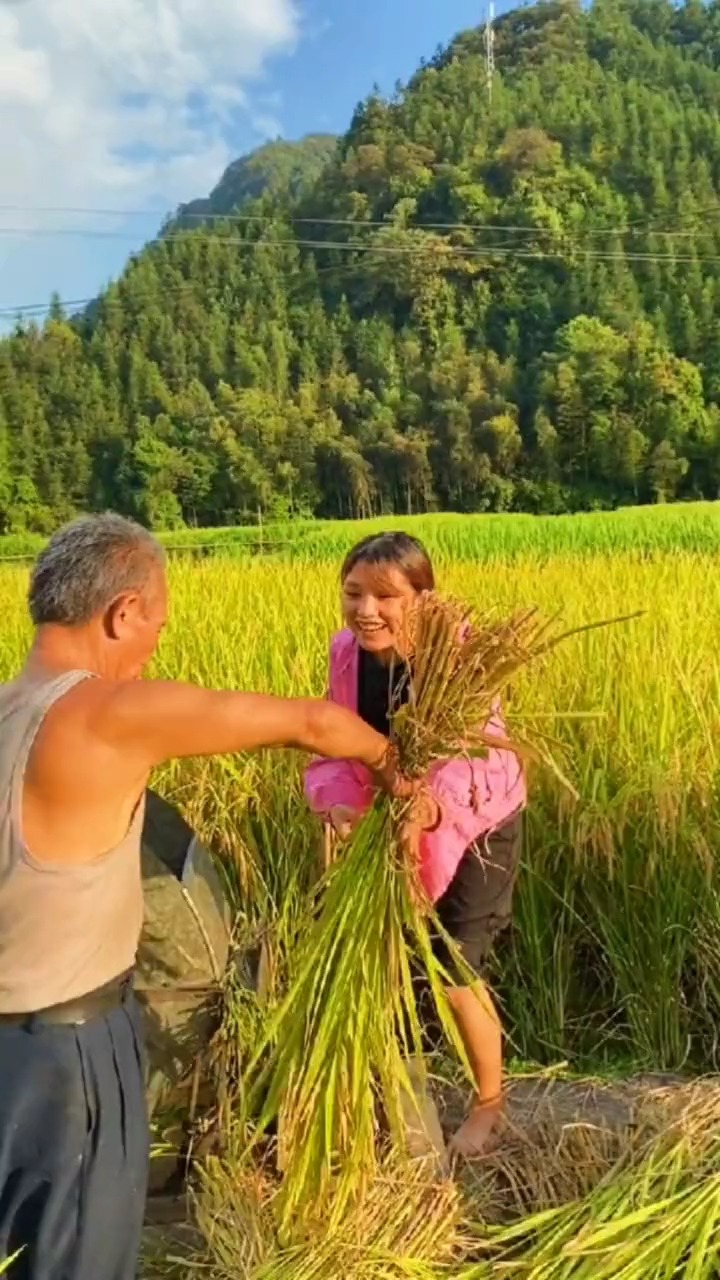 农村生活今天有表妹帮忙收稻谷快很多