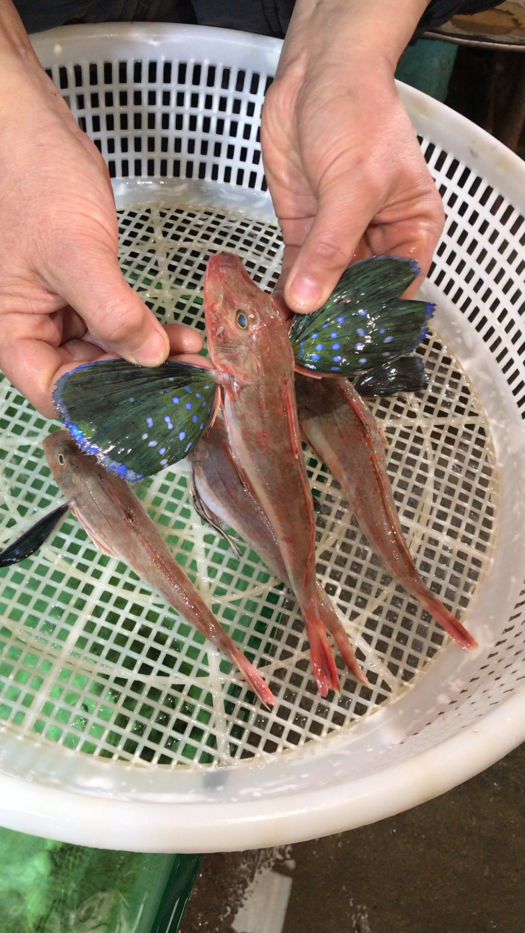 红娘子海鱼,鱼翅像蝴蝶颜色非常漂亮,蒜瓣儿肉,肉质细嫩滑,很稀少