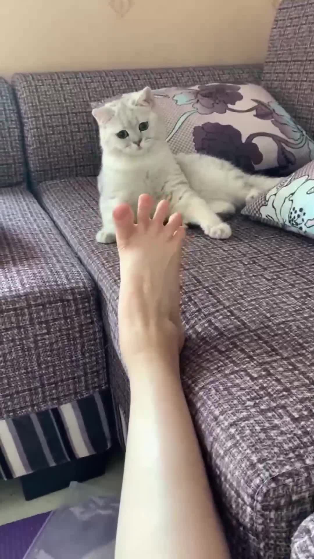 猫咪看到脚趾分开后的表情我差点笑出声