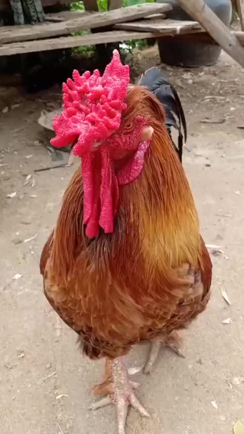 公鸡需不需要做手术,这鸡冠,看着就难受