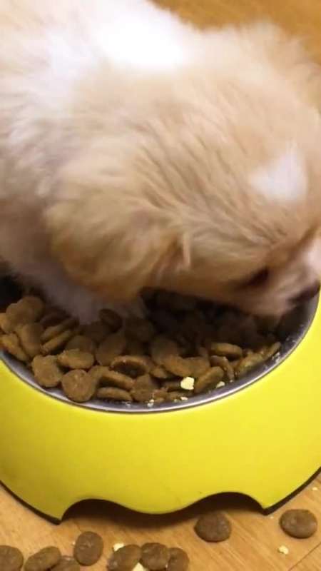 干饭狗干饭魂干饭都是脚踩盆家有萌宠小奶狗干饭了萌宠出道计划中华