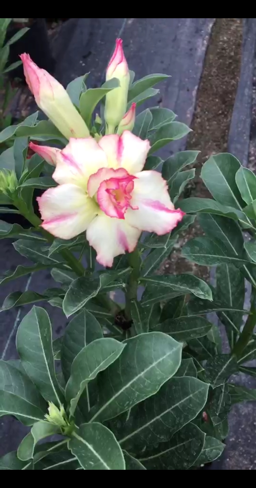 原生重瓣 爆花啦(˙˙)#沙漠玫瑰#绿植#盆栽#花卉#赏花