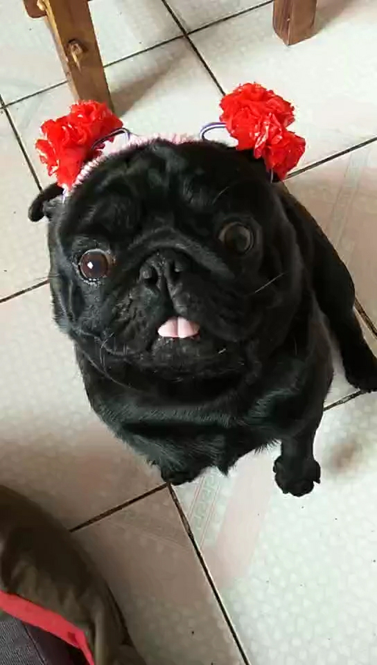 非洲小燕子搞笑来袭不信你不笑