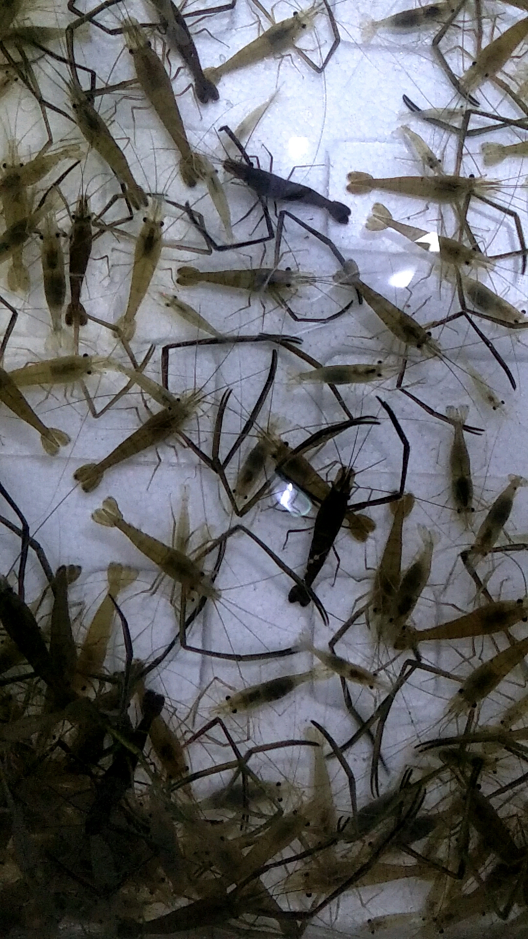 亲们这是我自己捕获的野生河虾!肉质鲜嫩口感好!