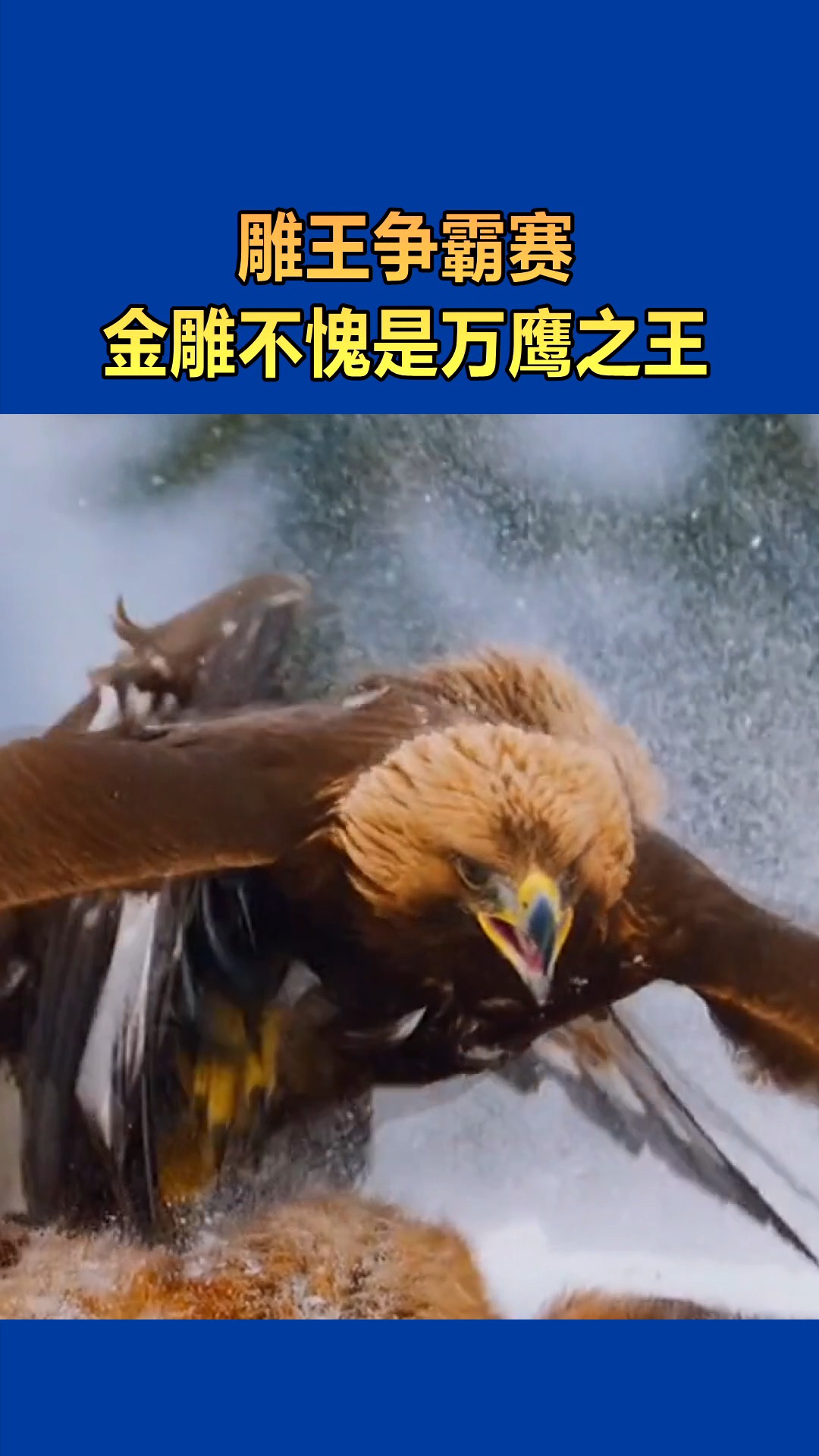 我要上热门#雕王争霸赛,金雕不愧是万鹰之王