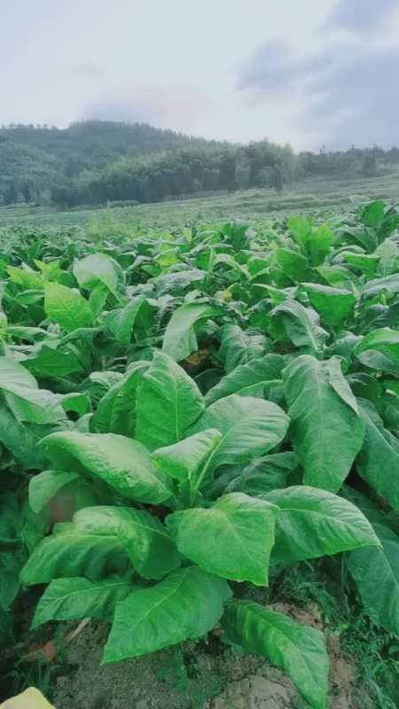 今年又是烟叶大丰收还有一星期就会忙完了收完烟叶又要种稻谷做农民