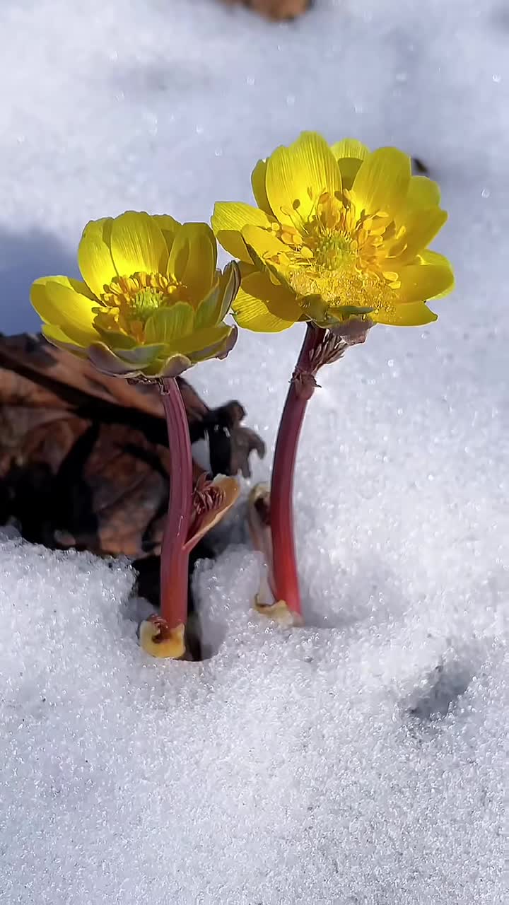 雪后的千山雪莲冰凌花在冰雪中绽放