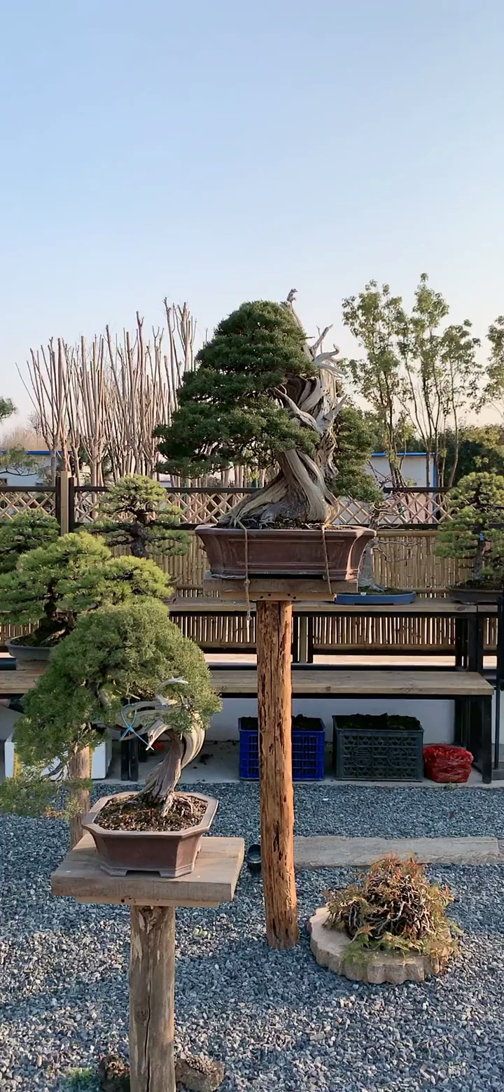 我要上热门#精品盆景园,喜欢的双击加关注!