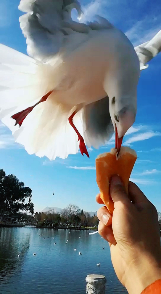 传说中会飞的鸭