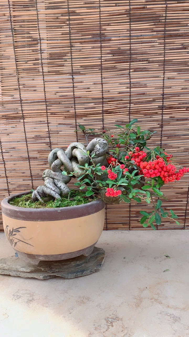 千奇百怪盆景桩#韩国进口火棘