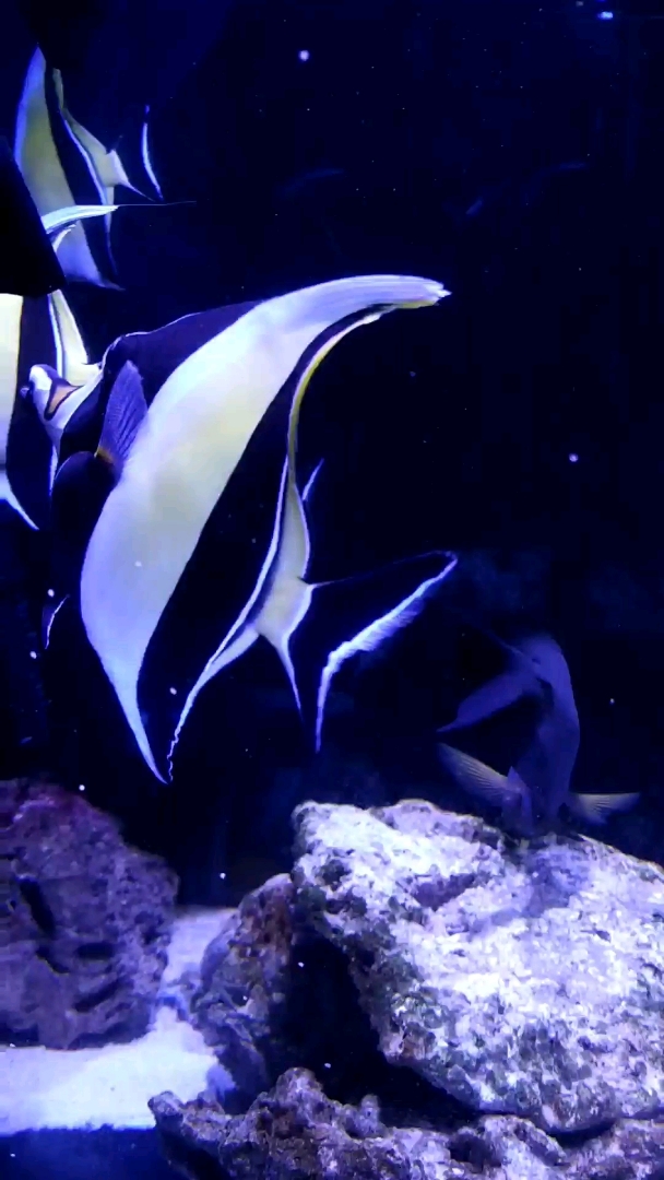 斑马斑马你怎么在水中央