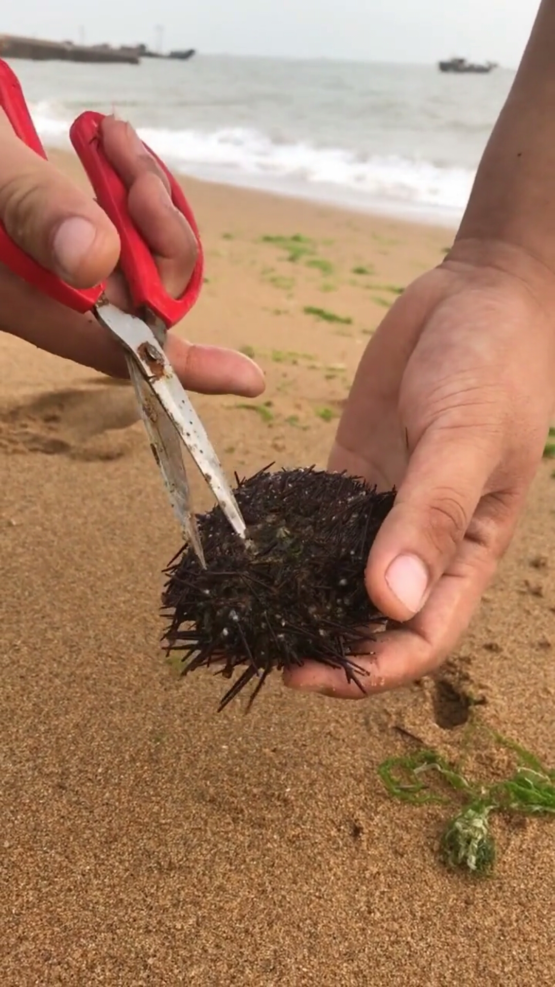 解剖海胆,看看内部构造!