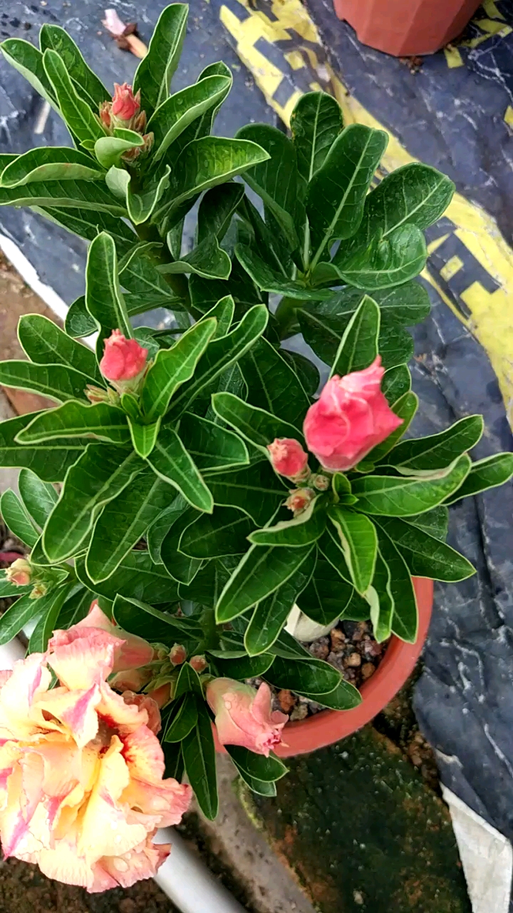 我的小花园#沙漠玫瑰凯撒大帝