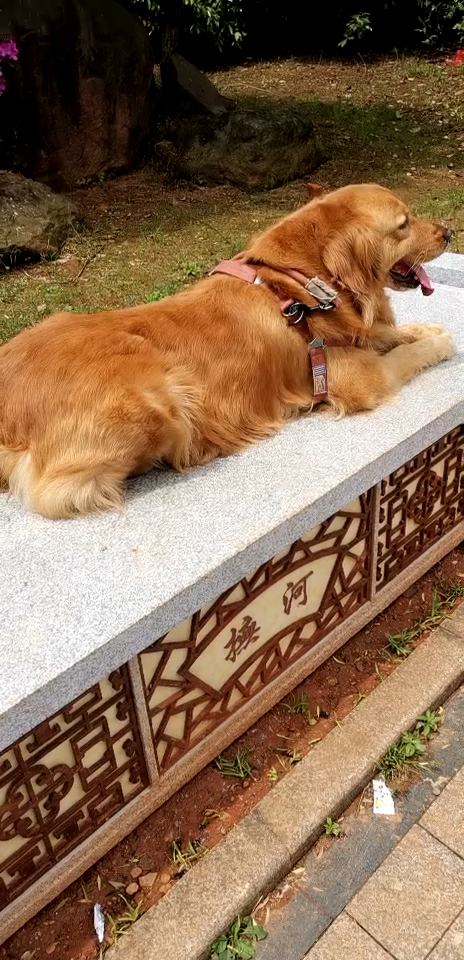 还是我家三哥的棒棒狗狗