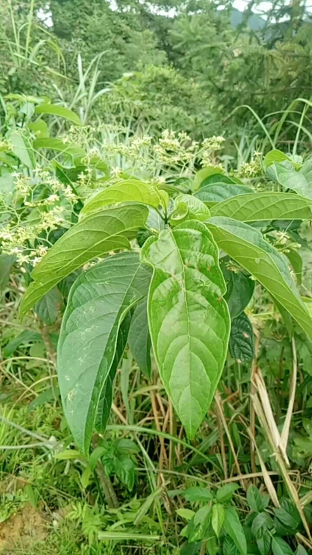 农村青草药图片300种图片