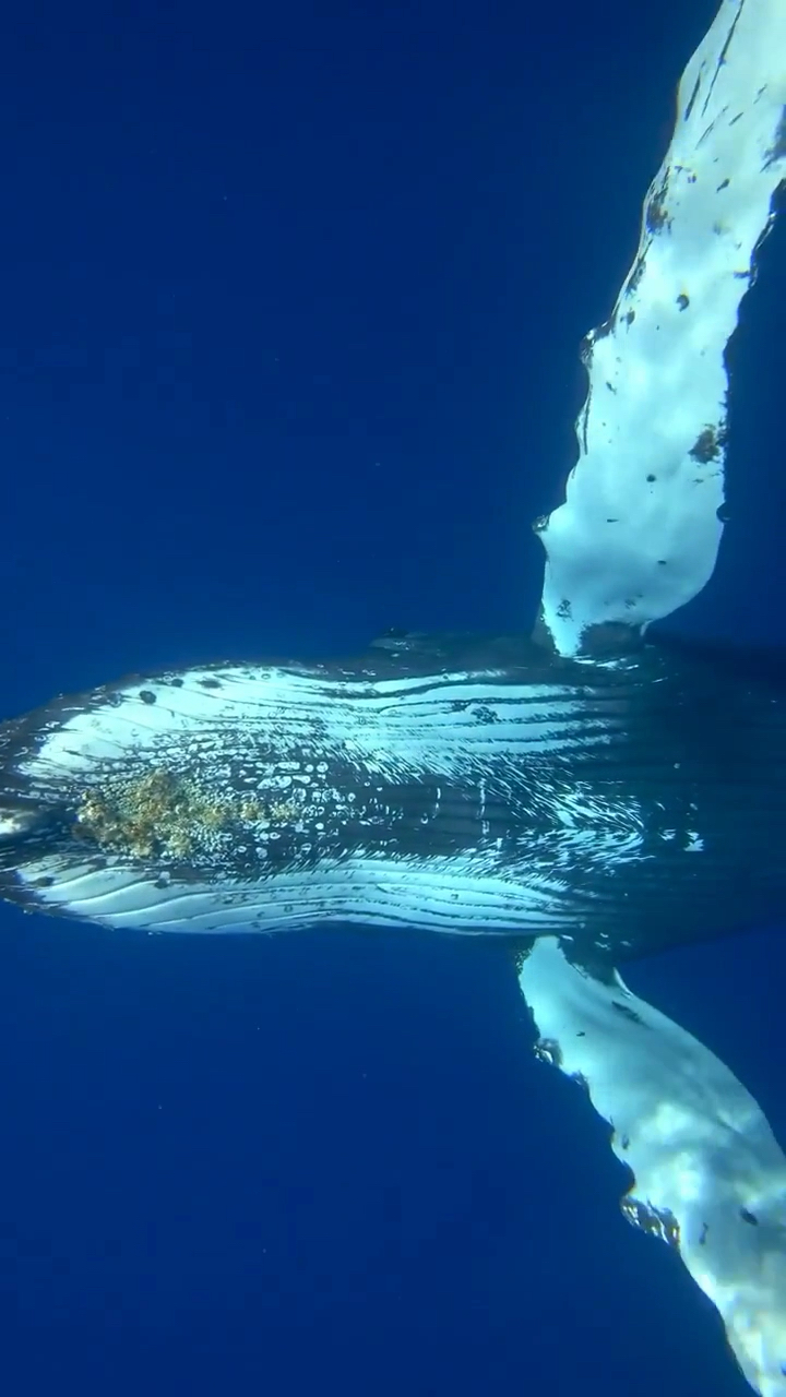 旅游进行时#鲸鲲展翅