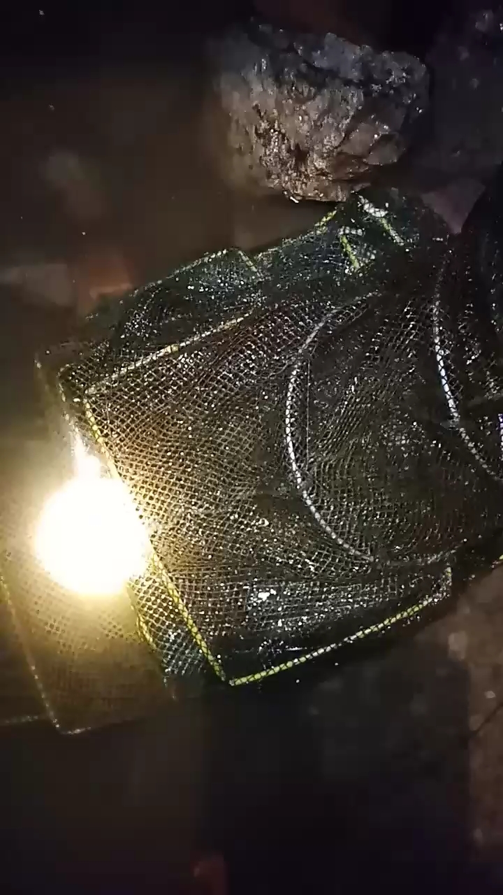 好久没有收的地笼,晚上的收获