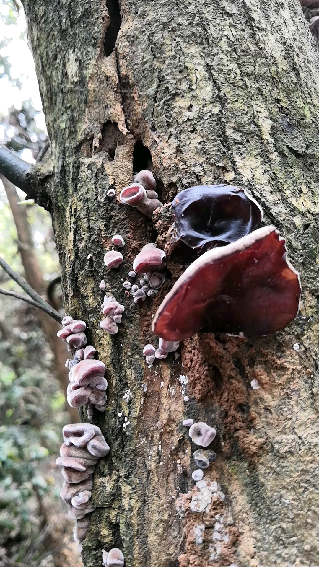 乡村生活#后山里发现一棵树,长了很多木耳