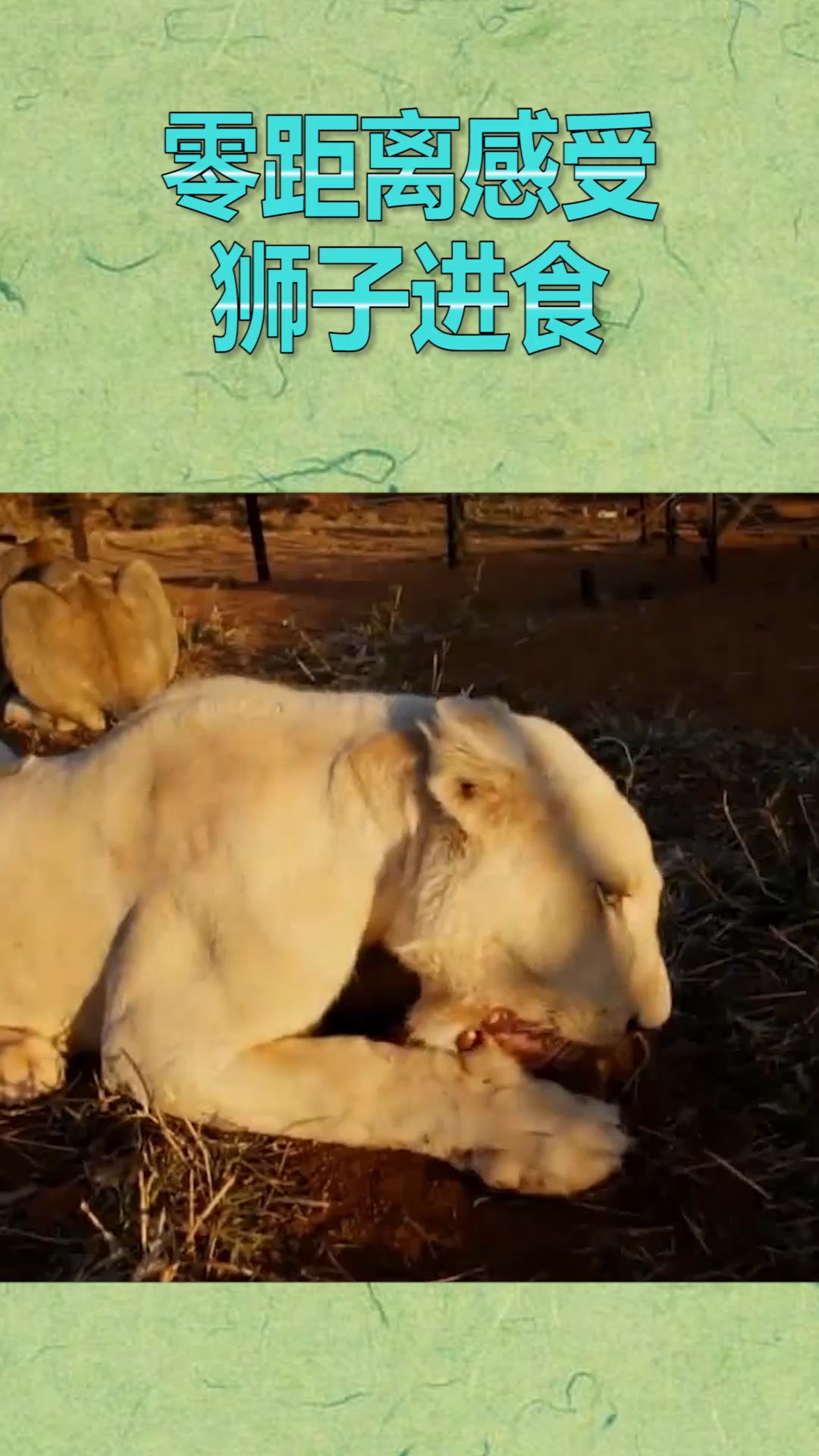 动物世界 零距离感受,正在进食中的狮子,场面震撼!