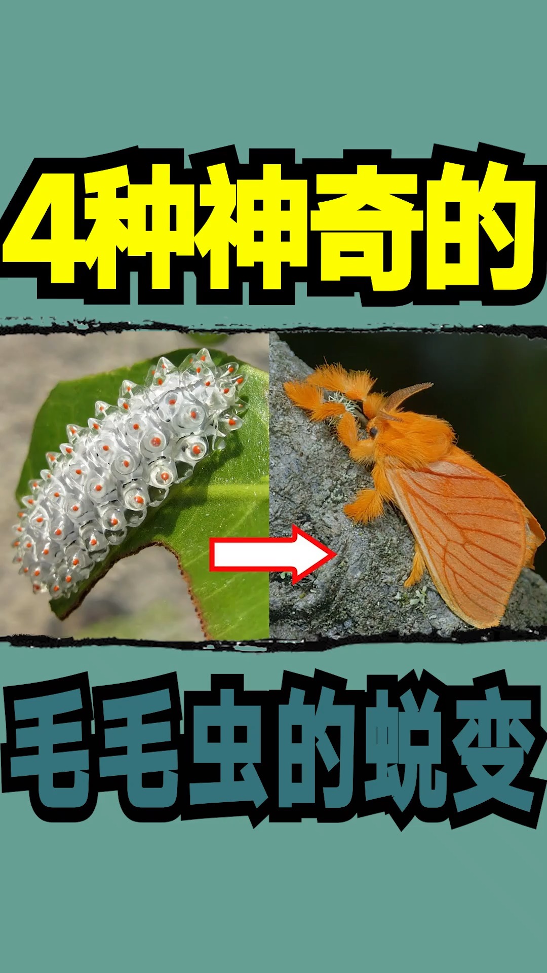 毛毛虫#4种神奇的毛毛虫的蜕变